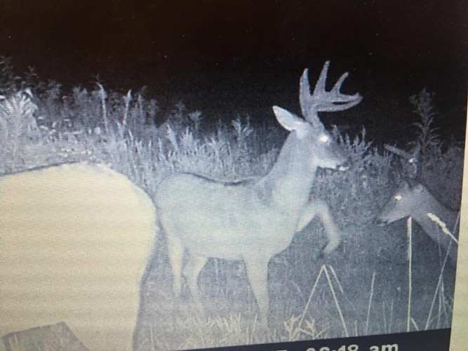 Trail Cam Bellville OH