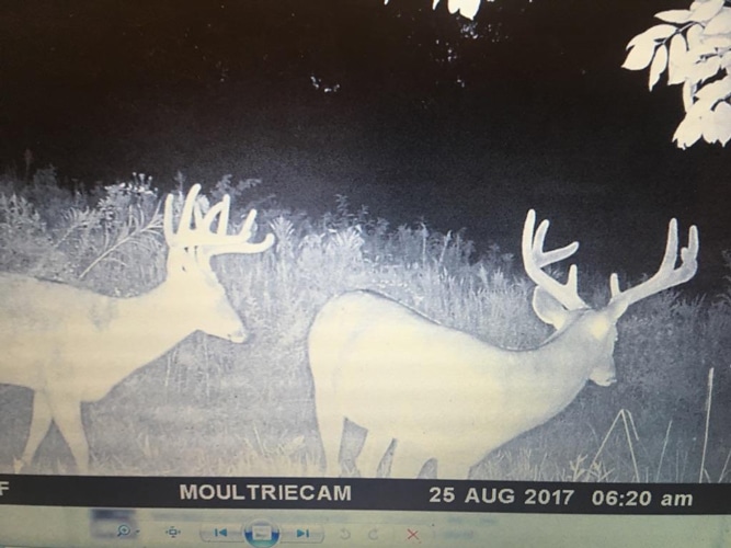 Trail Cam Mansfield OH