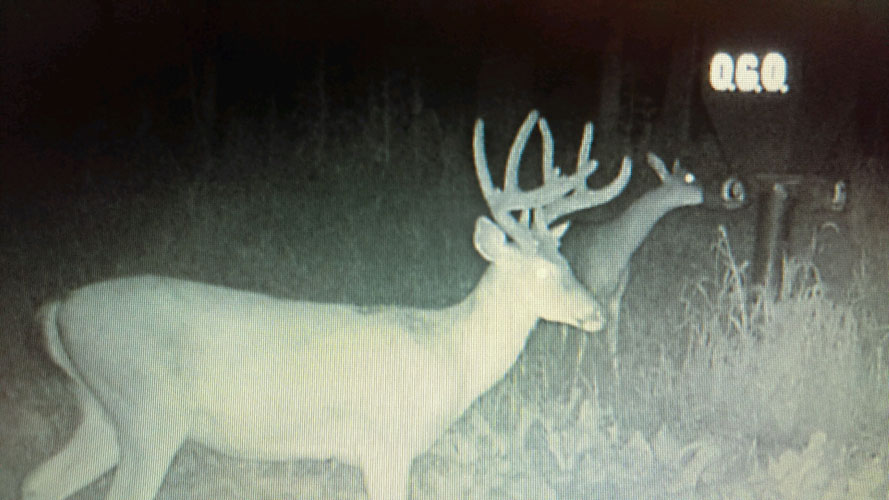 Trail Cam Bellville OH