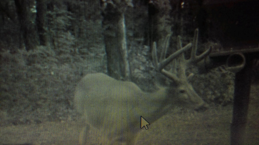 Hunting Guide Bellville OH Trail Camera