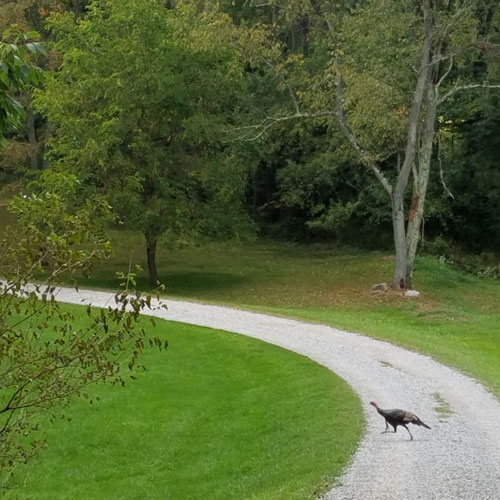 Turkey Hunting in Bellville OH