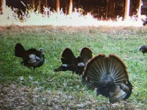 Hunting Mansfield OH Turkey Hunting