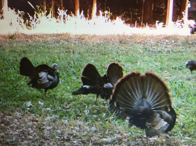 Ohio-Guide-Outfitters-Turkey Hunting Bellville OH Turkey Hunting