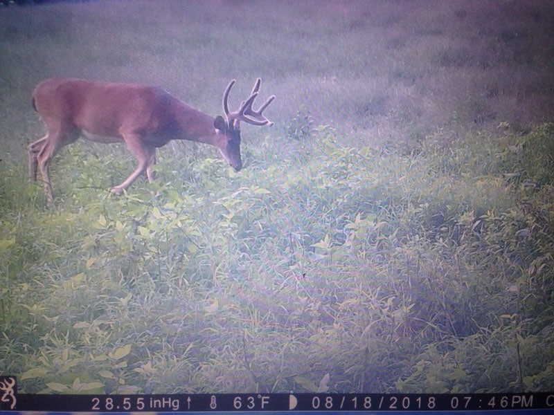 Ohio Guide Outfitters Whitetail Hunting