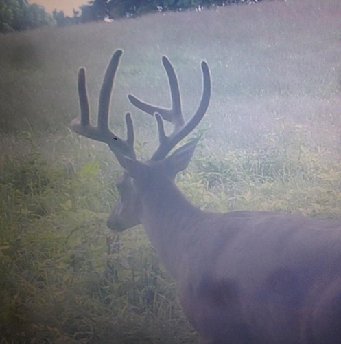 Ohio Guide Outfitters Whitetail Hunting