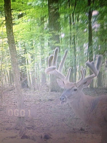 Ohio Guide Outfitters Whitetail Hunting
