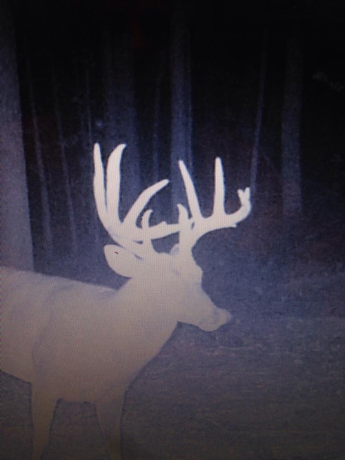 Ohio Guide Outfitters Whitetail Hunting